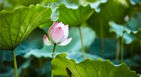 【三伏天養(yǎng)生】三伏天養(yǎng)生有六大禁忌，你知道嗎？記得分享給家人知道！