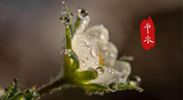 【二十四節(jié)氣灸】雨水節(jié)氣，扶陽、祛濕、調(diào)氣血，才是養(yǎng)生重點！艾灸，橫掃濕寒！