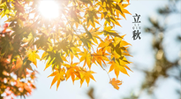【節(jié)氣飲食】立秋將至，吃最合適的飲食，平穩(wěn)度過季節(jié)交替！